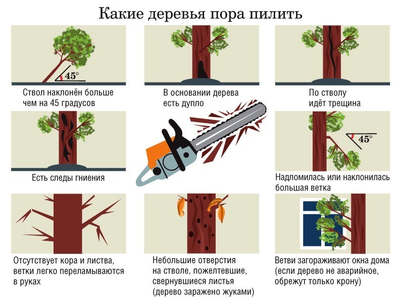 Как получить разрешение на вырубку сухостоя на дрова | zem-vopros.ru