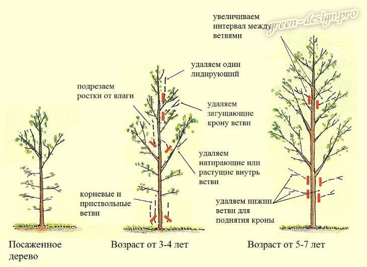 Как правильно обрезать деревья: сроки и нюансы формирования кроны