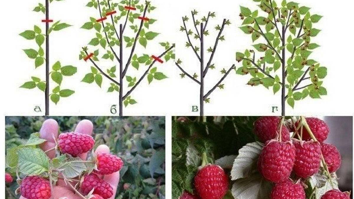 Как правильно посадить малиновое дерево