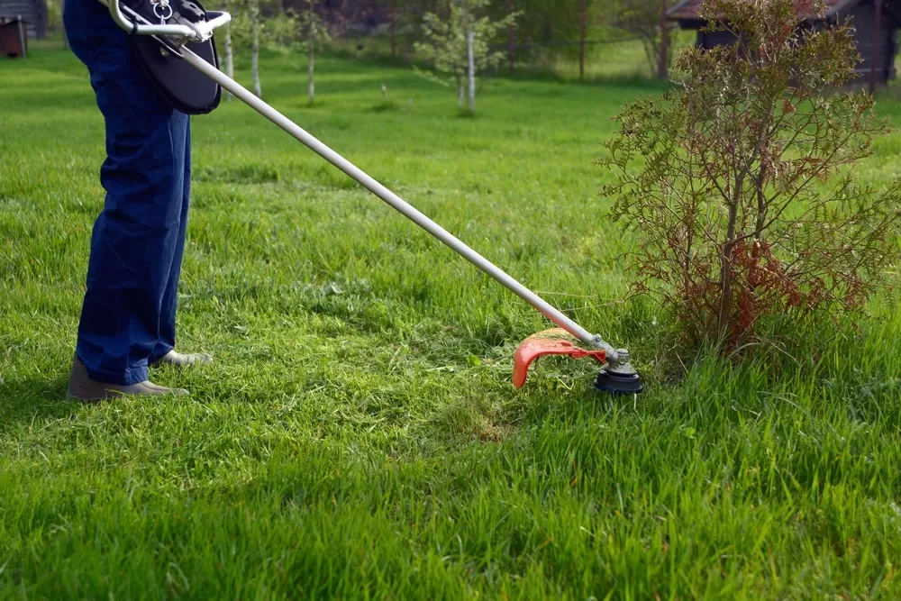 Нужно ли убирать скошенную траву с газона, или можно оставлять: надо ли очищать участок от состриженной растительности после триммера, польза и вред этой уборки