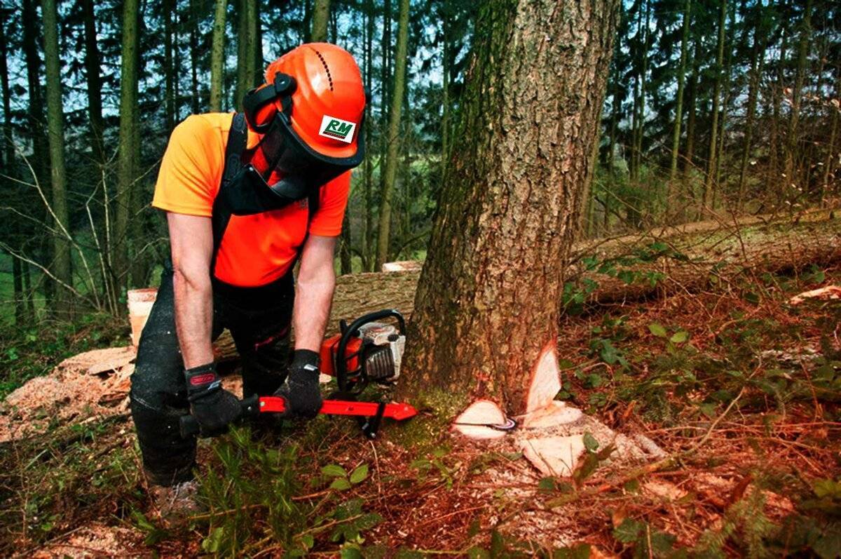 Разбираемся, как правильно спилить дерево бензопилой: техника и советы