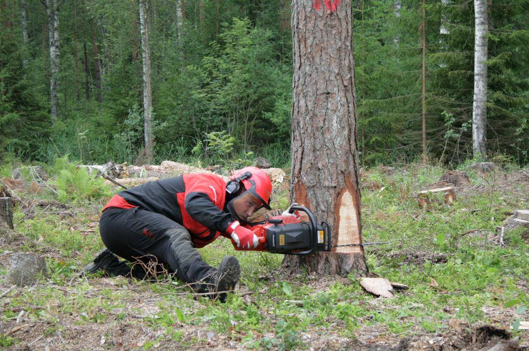 Как спилить дерево, чтобы оно упало куда надо: инструкция | дачный уход | дзен