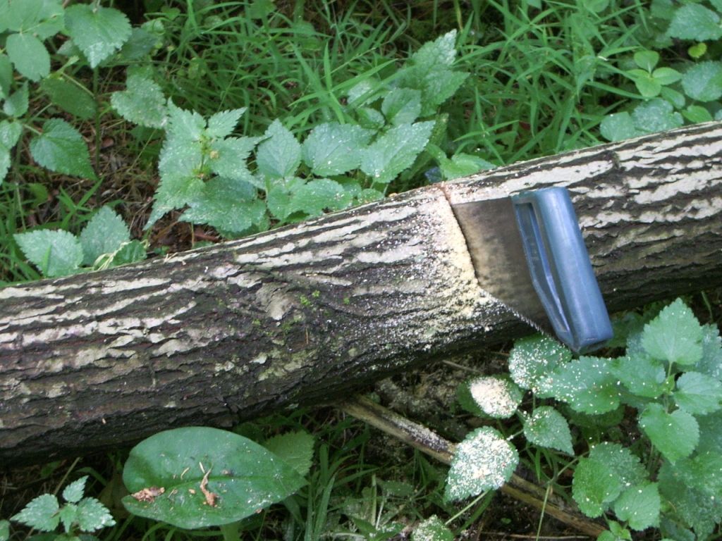 Как получить разрешение на вырубку сухостоя на дрова