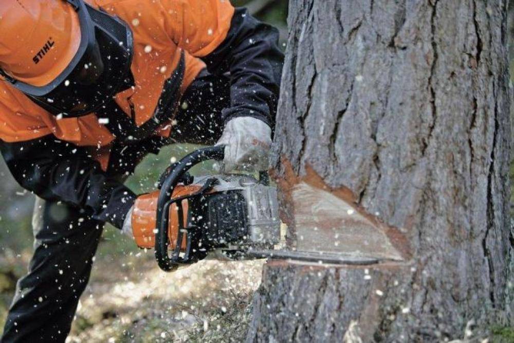Как правильно спилить дерево и завалить его в нужном направлении — викистрой