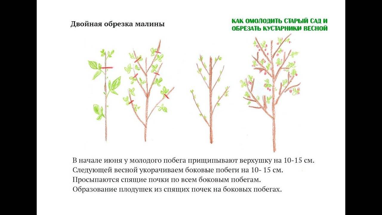 Как правильно посадить малиновое дерево