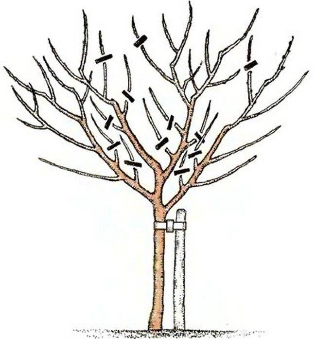 Обрезка деревьев осенью: для начинающих пошагово, когда делают обрезку веток и крон плодовых и кустарников, видео, как правильно, сучкорезами, секаторами, пилой