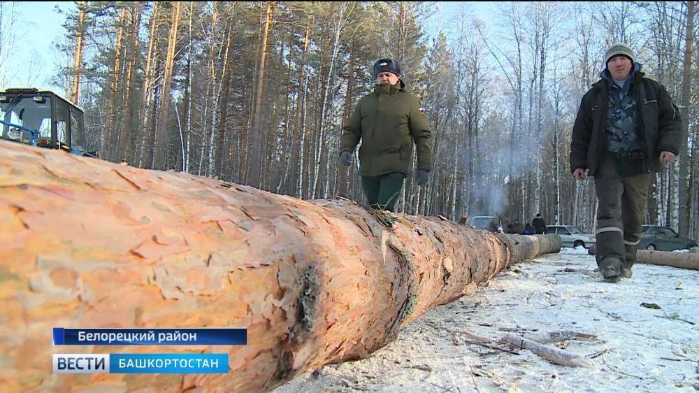 Можно ли пилить валежник в лесу бензопилой
