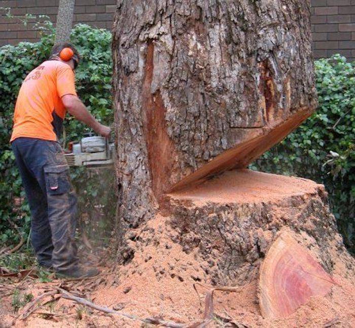 Как жильцам защитить деревья у дома?