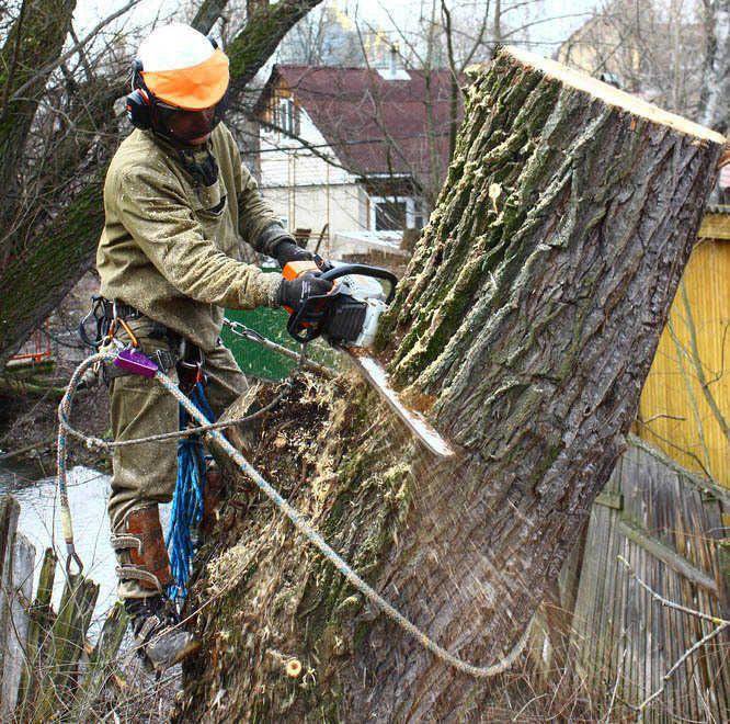 Как срубить дерево на дачном участке и не получить штраф - вместе.ру