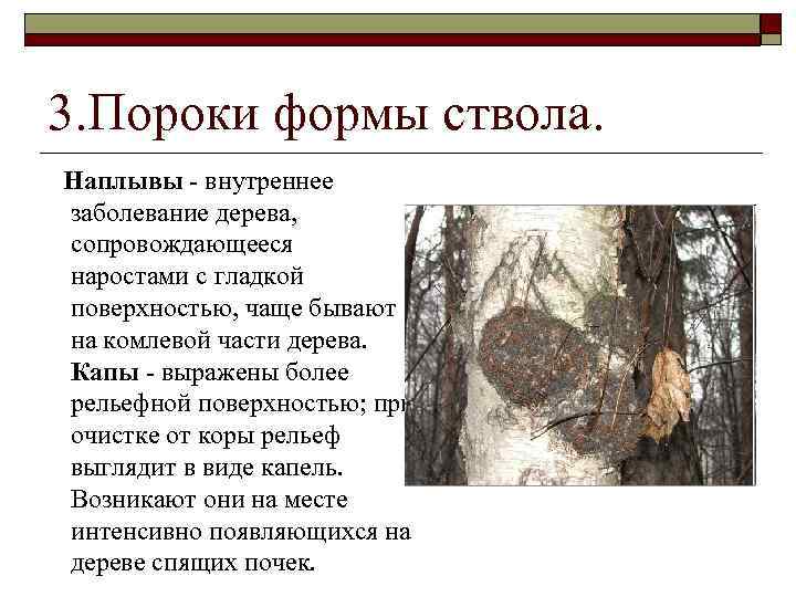 Пороки древесины: виды, ГОСТ, влияние на качество