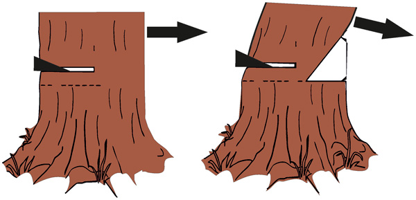 Как правильно спилить дерево бензопилой и завалить его в нужном направлении?