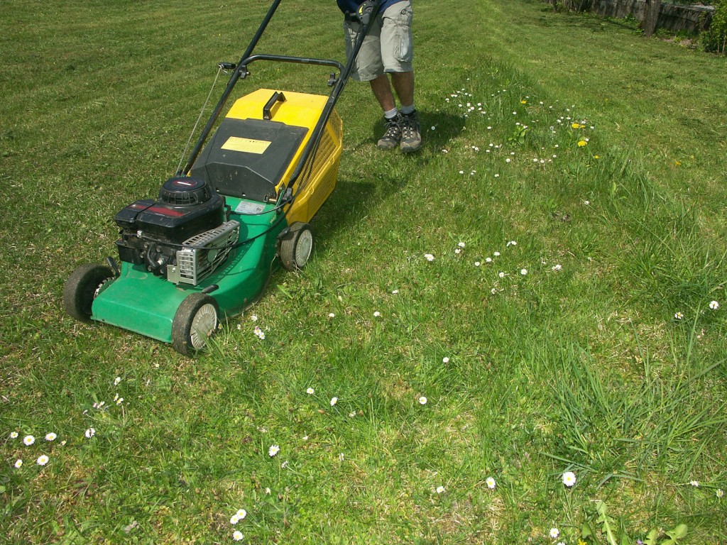 Стрижка газона – правила выполнения и выбор техники