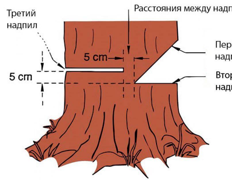 Как правильно спилить дерево и завалить его в нужном направлении — викистрой