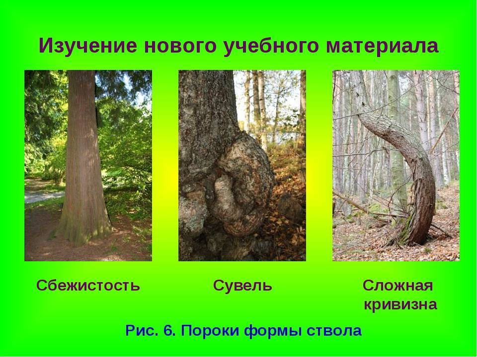 Дефекты возможные при сушке дерева и способы их предупреждение