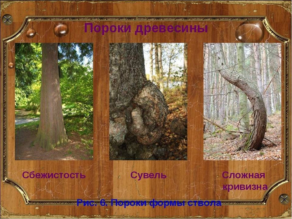Качество древесины и лесопродукции